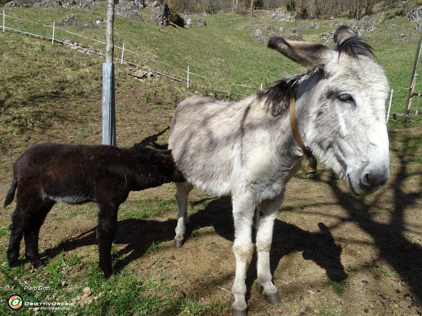 38 Alla bella radura prativa di Sonzogno (1018 m) ...il piccolo si nutre da mamma asina.JPG